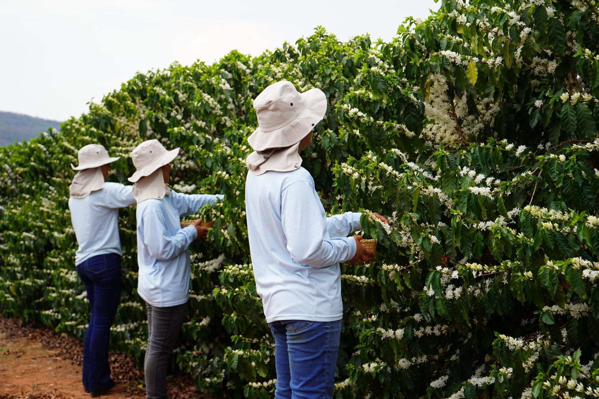 Divulgação Kapeh 1