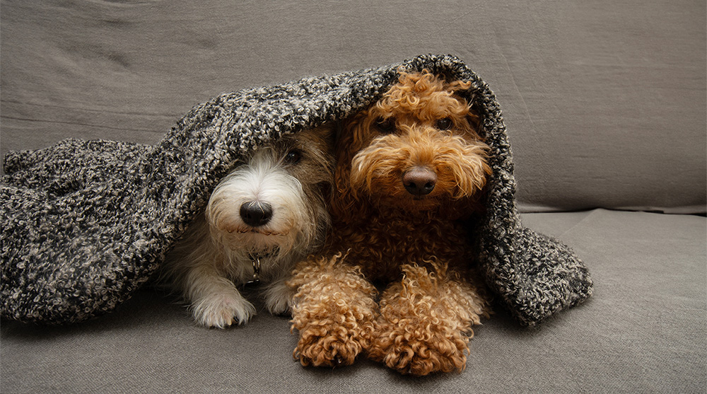 Áudios de ruído branco ajudam a acalmar os pets em momentos de estresse. Foto: smrm1977 / Shutterstock