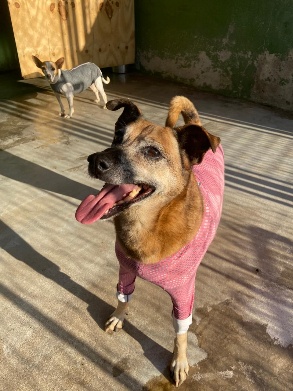 Anita (SRD | Fêmea | 9 anos | 21,3 kg)